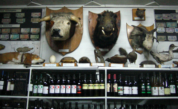 A shelf of wine is surmounted by the stuffed heads of various animals