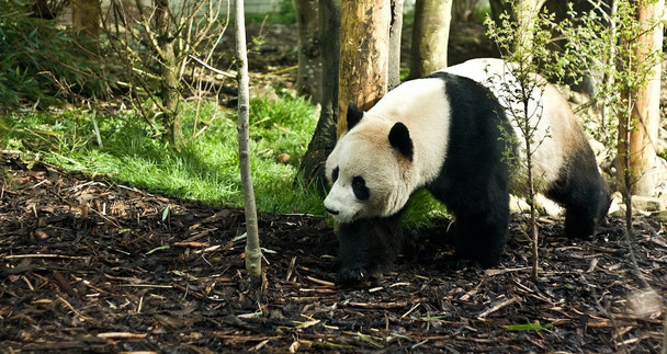 Photograph of a panda walking in its enclosure at Edinburgh Zoo