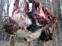 The detached head of a goat, hanging upside down